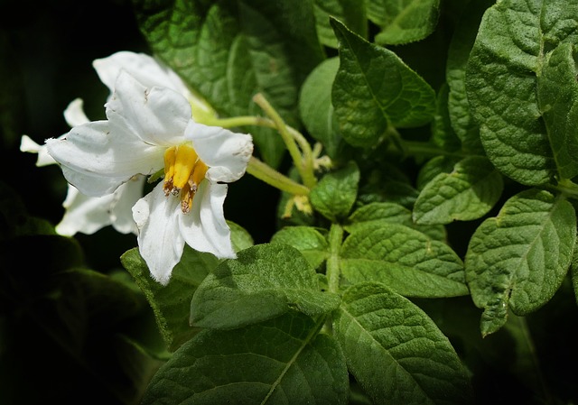 when to plant potatoes