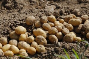 When to plant potatoes