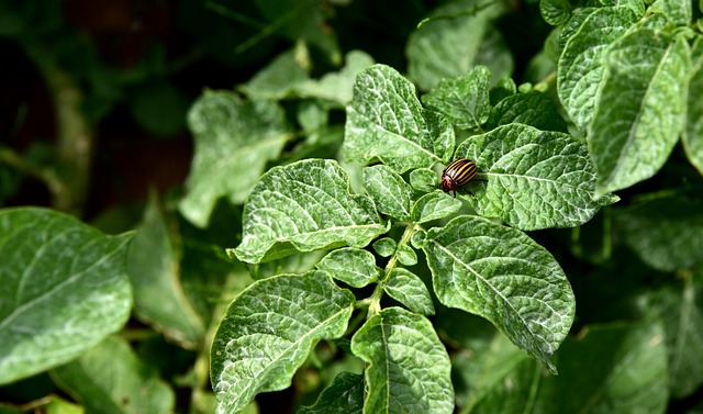 when to harvest potatoes