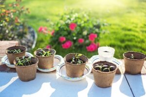 starting seeds indoors