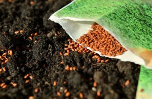 seeds to sow in January 