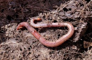 worm composting