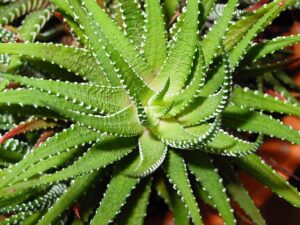 how to grow aloe vera