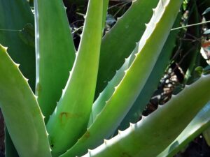 health benefits of aloe vera