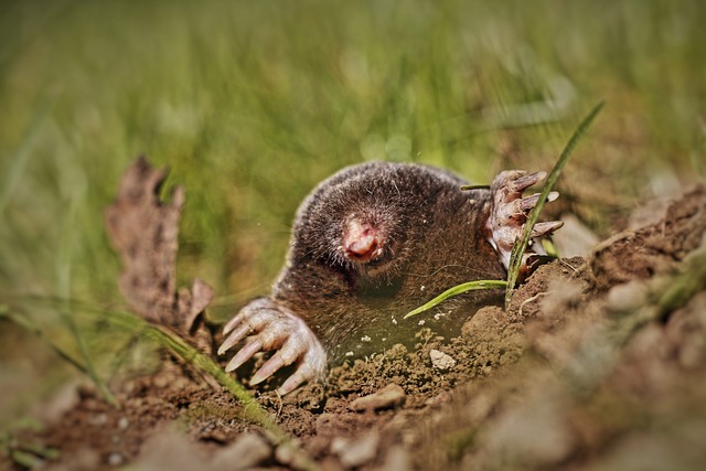 how to get rid of garden moles