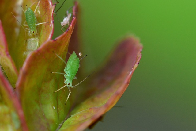 how to get rid of aphids