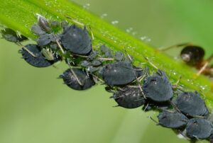 how to get rid of aphids