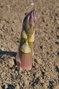 best time to plant asparagus