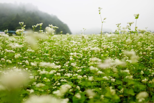 growing buckwheat