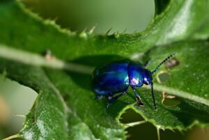 How to get rid of Japanese beetles