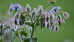 growing borage