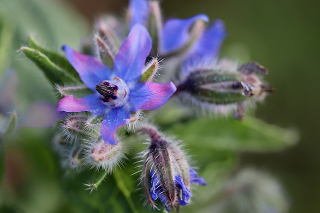 growing borage