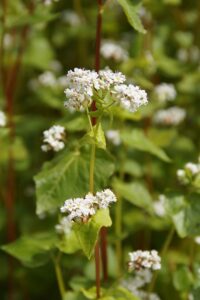 Growing buckwheat