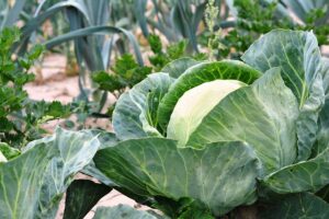 Fall Cabbage Growing 