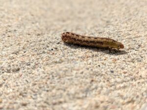 how to get rid of cutworms