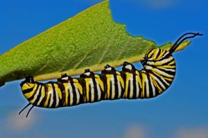 how to get rid of caterpillars