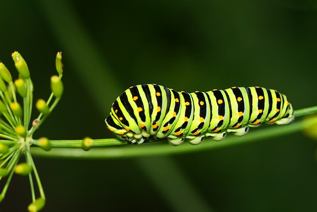 how to get rid of caterpillars