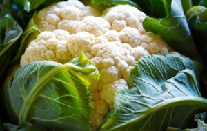 Growing cauliflower