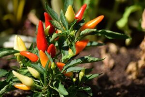 fermenting peppers