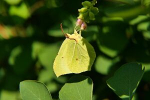 how to get rid of leaf miners