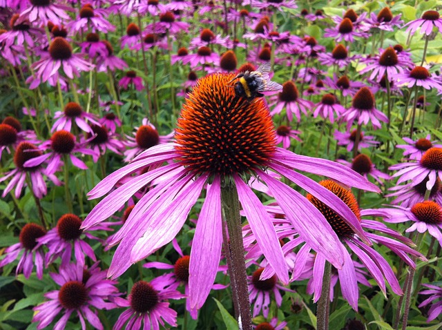 health benefits echinacea