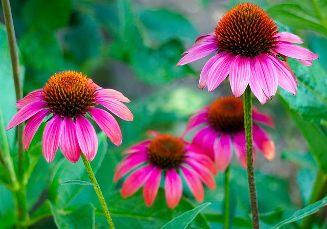 healthy benefits of echinacea