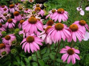 how to grow echinacea 