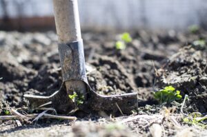 succession planting