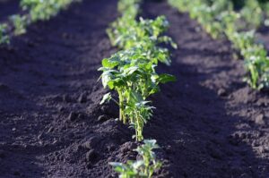 zone 8 vegetables