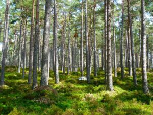 pollarding trees