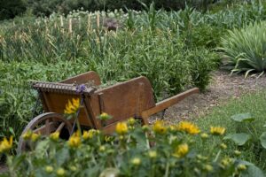 garden crop rotation