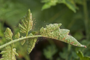 how to get rid of spider mites