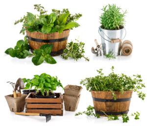 container gardening