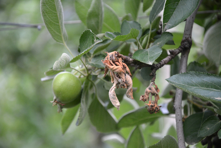 fire blight treatment