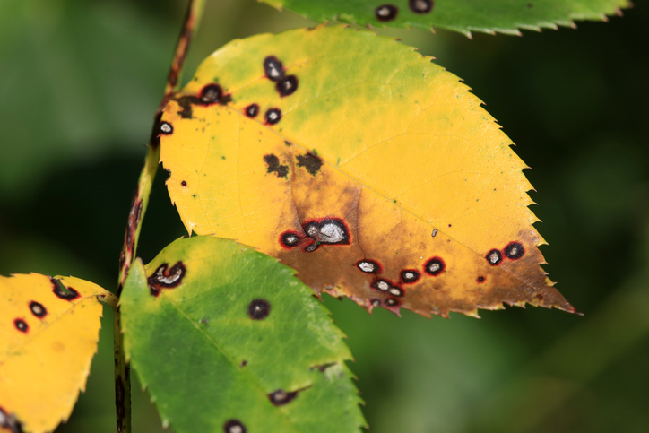 common plant diseases