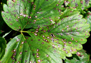 how to get rid of leaf spot