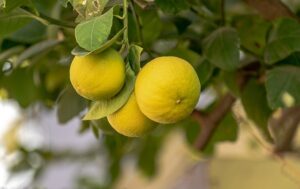 growing lemons