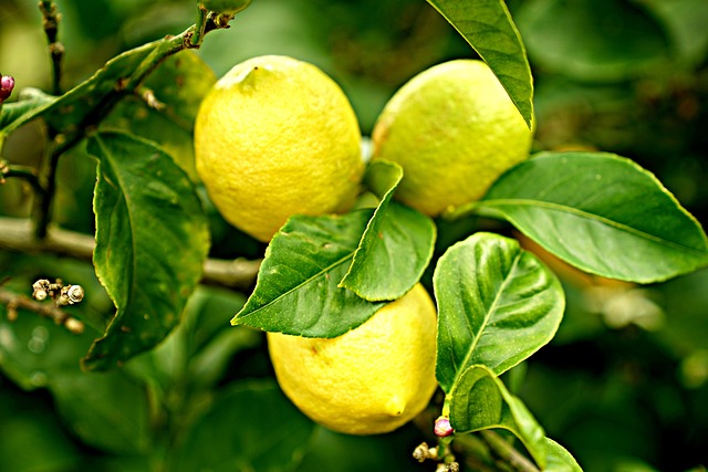 growing lemons