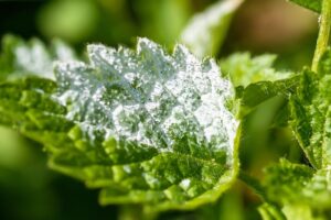 how to get rid of powdery mildew