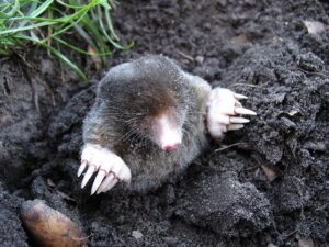 how to get rid of garden moles