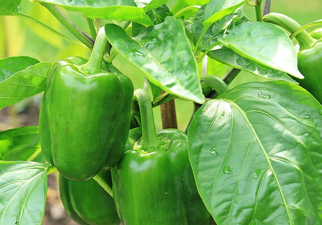 fermenting peppers