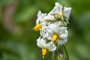 companion plants for potatoes 