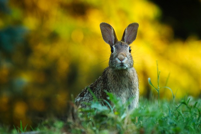 how to get rid of rabbits