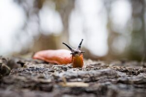 how to get rid of slugs