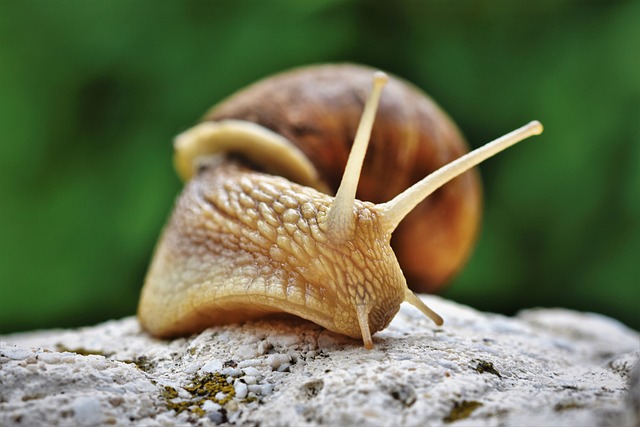 how to get rid of snails