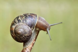 how to get rid of snails