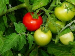 Companion Plants for Tomatoes