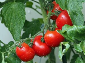 fermenting tomatoes