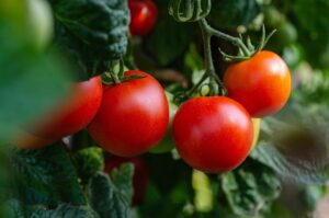 growing bush tomatoes