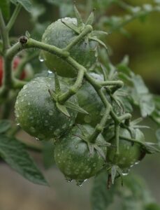 Pruning Tomato Plants